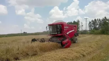 Hayrabolu'da Buğday Hasadı