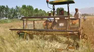 Elbistan'ın Yeşil Buğdayı 'Firik Bulgur' Oluyor