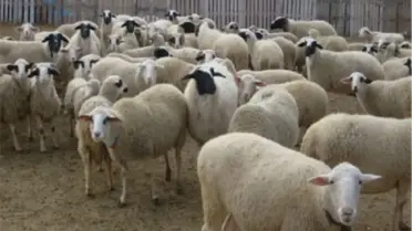 Hayvanları Çalan Hırsızlar Çobanı Öldürdü