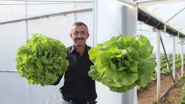 Kelkit'te Örtü Altı Sebze Yetiştiriciliği