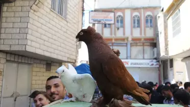 Güvercin Meraklıları, Pazarda Buluşuyor