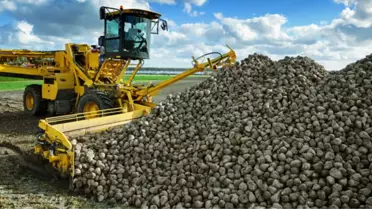 Susurluk Şeker Fabrikası, Üretime Geçiyor