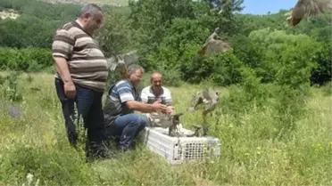 Doğaya 500 Adet Kınalı Keklik Bırakıldı