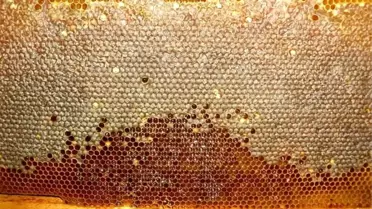 Hazar Baba Dağı'nın En Verimli ve Tatlı Hasadı Başladı