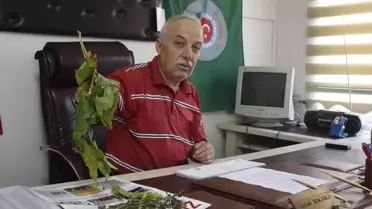 Karabük'te Üzüm Bağlarında Mildiyö Hastalığı