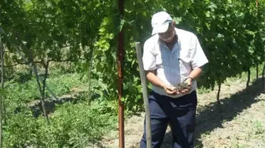 Karabük'te Üzüm ve Domateslerde Mildüyo Hastalığı