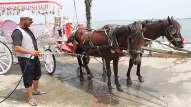 Atların Su Keyfi