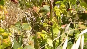 Mildiyö Hastalığı Bayramiç'te Bağları Kuruttu