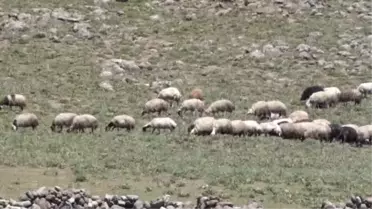 Yaylada hayat, özendiriyor -