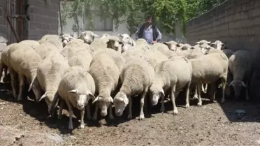 Çocuklar Gerçek Süt ve Yoğurt Tüketmeden Büyüyor'
