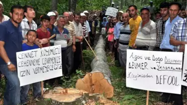 Ağaçların Kesilmemesi İçin Sopalı Nöbet