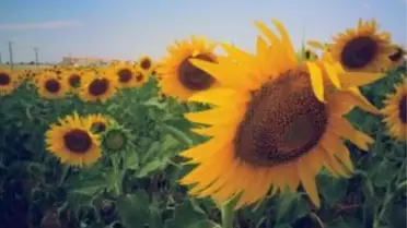 Kayseri Şeker'den Ayçekirdeği Planı