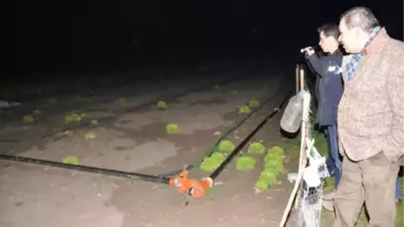 Tarlasına Marul Çalmak İçin Geleni Öldürdü, Meşru Müdafadan Beraat Etti