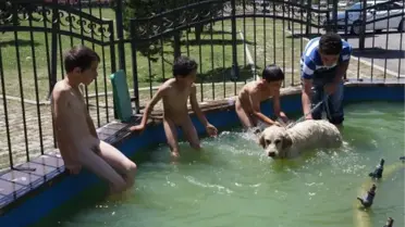 Süs Havuzunda Serinleyen Çocuklar ve Çomar