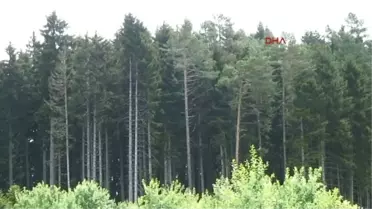 Artvin Cerattepe'de 1,5 Kilometrelik İnsan Zinciri Oluşturdular, 'Madene Hayır' Diye Haykırdılar