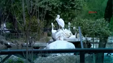 Bursa Hayvanat Bahçesine Almanya'dan 2 Amur Kaplanı