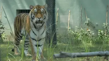 Bursa Zoo Parka İki Yeni Amur Kaplanı Geldi