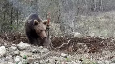 Kastamonu'da Hayvan Otlatan Kişiyi, Ayı Parçaladı