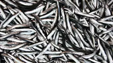 Türkiye'nin Onay Verdiği Rapor: Güney Akım Projesi Hamsiyi Vurur