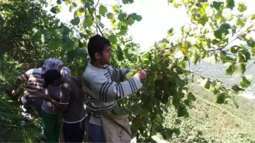 Ordu Ziraat Odası: Suriyeliler Fındıkta Çalışamaz