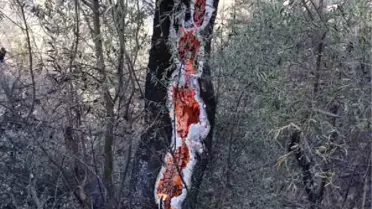 Yol Kenarına Atılan Cam Şişe Yangın Çıkardı