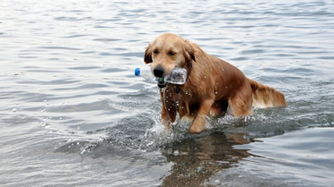 Çevreci Köpek 'Sezar' İş Başında