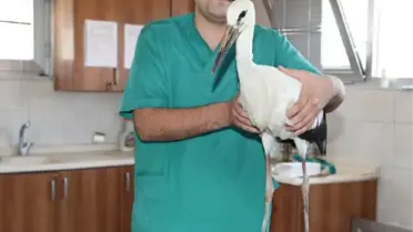 Yaralı Leyleğe Şefkat Eli