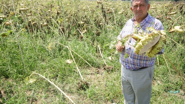 Yenişehir'de Dolu Ekili Arazilere Zarar Verdi