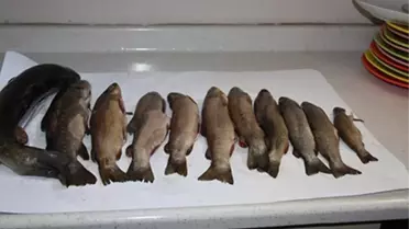 Yasak Avlanmaya Bin 918 Lira Ceza