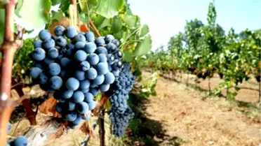 Bozcaada Üzümlerinin Suyu da Ekonomiye Kazandırıldı