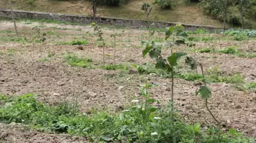 Fındıkta Makineli Kurutma İşlemi Başlıyor
