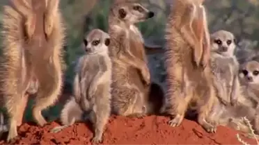 Uyanık Olarak Bilinen Mirketler Ayakta Uyurken Yakalandı