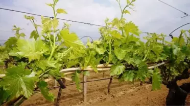 Rusya'nın Ambargosu Üzüm İhracatçısında Umutları Artırdı