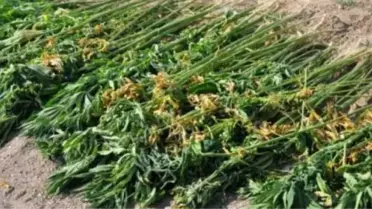 Jandarmadan Uyuşturucu Operasyonu