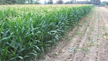 Denizli'de Toplulaştırılan Alanlar Tarıma Açıldı, Üretim Arttı