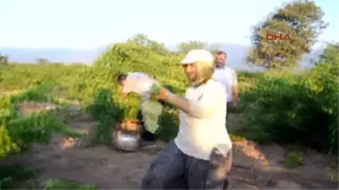 İslahiye'de Üzüm Hasadı Başladı