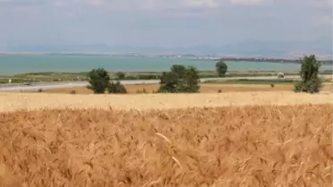 Beyşehir'de Kuraklık Hububat Üreticisini Etkiledi