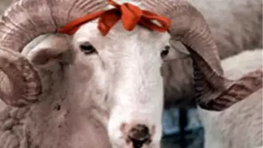 Et Fiyatlarındaki Yükselişe Kurbanlık Freni