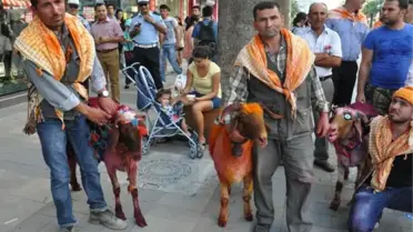 Şehrin Göbeğinde Koyun Korteji
