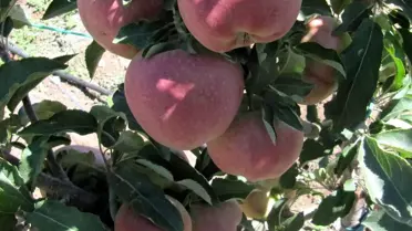 Çorak Topraktan Elma İhracatına