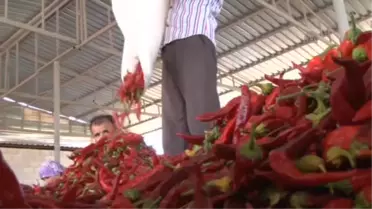 Tescilli 'Maraş Biberi' Kontrol Altında