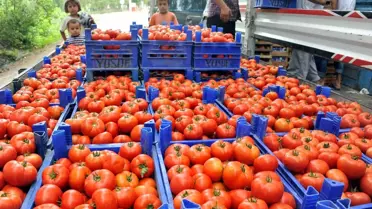 Tokat'tan Avrupa'ya Domates İhracatı