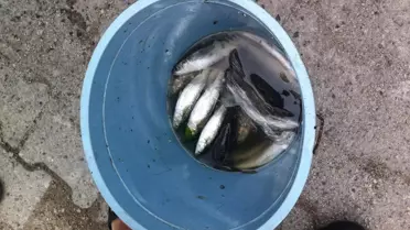 Ünye'de Su Ürünleri Denetimleri