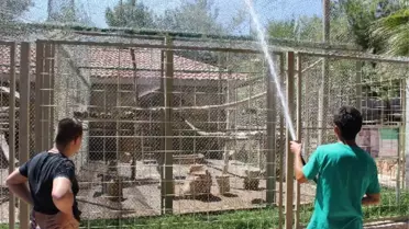 Antalya'da Sıcaktan Bunalan Hayvanlara Buzlu Serinlik