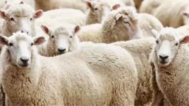 Diyanet: Banka Kredisiyle Kurban Kesilmez