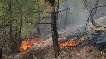 Sivas'ta Orman Yangını
