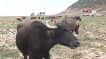 Güroymak'ta Manda Yetiştiriciliği Geliştirilecek