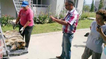 Sokak Köpeklerini Zehirleyenler İçin Suç Duyurusu