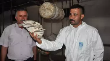 Bozkırda İstiridye Mantarı Üretiliyor