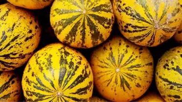 Dolandırıcı, Köylülerin 70 Ton Kavunu Alarak Kayıplara Karıştı